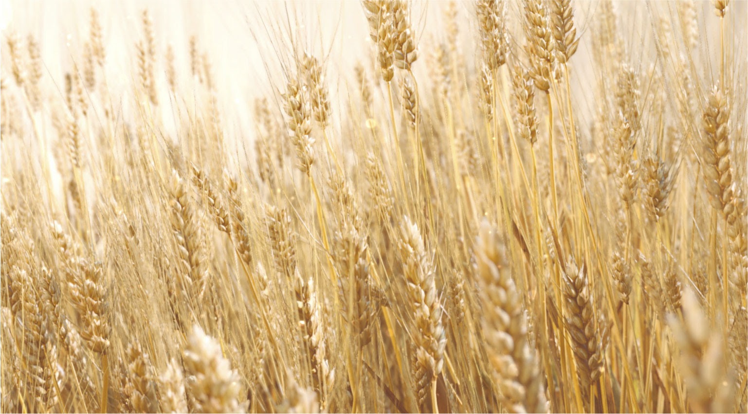 photorealistic houdini wheat field simulation in cgi