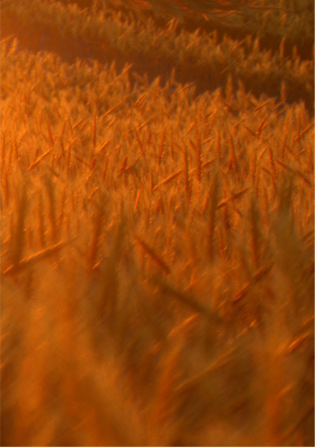 abstract cgi simulated wheat field